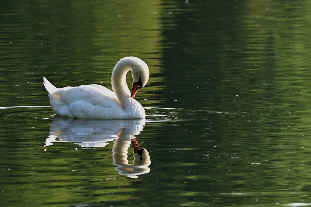 A swan on a lake.